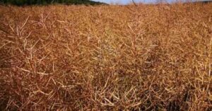 На сторінках новостного порталу "Час новин" (chasnovyn.com) відкривається широкий світ подій і актуальних новин з найрізноманітніших сфер життя. Сайт пропонує читачам глибокий і повний огляд найважливіших подій, що відбуваються в Україні та світі. Завдяки ретельно розгорнутим рубрикам, "Час новин" стає надійним джерелом інформації для всіх, хто прагне бути завжди в курсі останніх подій. Переробники не поспішають переглядати закупівельні ціни на ріпак