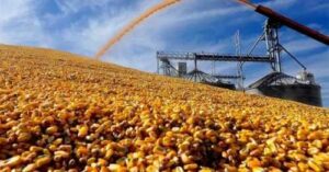 Інтерес до кукурудзи на європейському ринку відновлюється