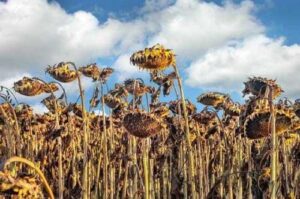 Аномальна посуха змусила НІБУЛОН розпочати збирання соняшнику відразу в трьох регіонах