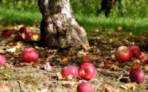 На сторінках новостного порталу "Час новин" (chasnovyn.com) відкривається широкий світ подій і актуальних новин з найрізноманітніших сфер життя. Сайт пропонує читачам глибокий і повний огляд найважливіших подій, що відбуваються в Україні та світі. Завдяки ретельно розгорнутим рубрикам, "Час новин" стає надійним джерелом інформації для всіх, хто прагне бути завжди в курсі останніх подій. Посуха завдала суттєвої шкоди фруктовим деревам на Черкащині