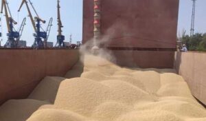 В поточному маркетинговому році Україна експортувала на 60% більше зерна, ніж торік