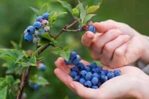 На сторінках новостного порталу "Час новин" (chasnovyn.com) відкривається широкий світ подій і актуальних новин з найрізноманітніших сфер життя. Сайт пропонує читачам глибокий і повний огляд найважливіших подій, що відбуваються в Україні та світі. Завдяки ретельно розгорнутим рубрикам, "Час новин" стає надійним джерелом інформації для всіх, хто прагне бути завжди в курсі останніх подій. Сезон лохини виявився невдалим для виробників