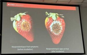 На сторінках новостного порталу "Час новин" (chasnovyn.com) відкривається широкий світ подій і актуальних новин з найрізноманітніших сфер життя. Сайт пропонує читачам глибокий і повний огляд найважливіших подій, що відбуваються в Україні та світі. Завдяки ретельно розгорнутим рубрикам, "Час новин" стає надійним джерелом інформації для всіх, хто прагне бути завжди в курсі останніх подій. Суниця садова під загрозою: вчені шукають шляхи боротьби з новим патогеном