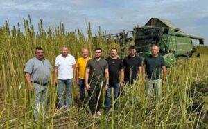 Аграрії все частіше вирощують коноплі в промислових цілях
