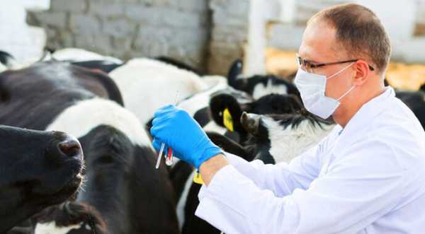 Лише 30% випускників вишів ветеринарних спеціальностей лишаються у професії - INFBusiness