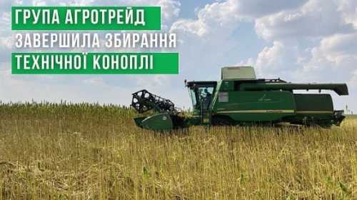 На Чернігівщині обмолот виконано на площі майже 230 гектарів. Якість отриманого зерна є набагато кращою, ніж минулого року. Цей рік був фінальним у випробуваннях з вирощування конопель. Компанія визначилася з найкращими технологіями та засобами гербіцидного захисту рослин, а також зрозуміла технічні особливості роботи з цією культурою. Про це пише propozitsiya.com з посиланням на допис на facebook сторінці Agrotrade Group. «Завдяки зміні підходів до збирання та доробки насіння ми отримали дуже хороші якісні показники зерна: вміст олії на високій позначці, а значення кислотності та пероксидного числа в ній – низькі. Показники врожайності вийшли дещо нижчими, ніж ми розраховували. Цього року ми почали збирати пізніше, для того, щоб отримати вищу якість насіння. Через особливості сорту і року в цілому обмолот тривав довше, ніж розраховували. Коноплі були сухими, у них легко відділялося волокно від костри, тому технічне забезпечення під час збирання виявилося найбільшим викликом. Причина у тому, що не можна в будь-який момент взяти будь-який комбайн: потрібно чітко знати, для якого сорту, коли та який комбайн буде оптимальним. Це є технічними особливостями коноплі, з якими ми розібралися», – розповідає директор агропромислового департаменту Групи АГРОТРЕЙД Олександр Овсяник. Український ринок поки що не готовий споживати велику кількість зерна конопель, а тому цьогорічний врожай буде спрямовано на експорт. Якщо його вдасться продати вигідно та у великих обсягах, компанія планує продовжити роботу з цією культурою та розглядатиме питання про розширення площ. Група АГРОТРЕЙД завершила жнива технічної коноплі - INFBusiness
