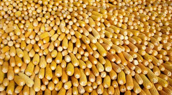 Grain from Ukraine: до Малаві відправлять ще 5 тис. т кукурудзи - INFBusiness