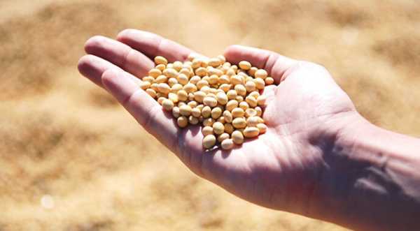 Виробники сої та продуктів її переробки одні з перших почнуть експортувати відповідно до EUDR - INFBusiness