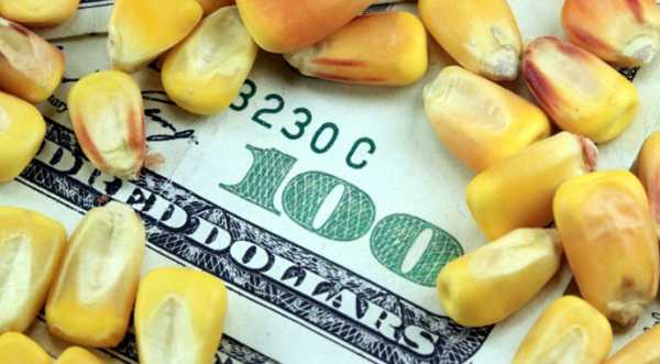 Експорт української кукурудзи до Китаю значно скоротиться - INFBusiness