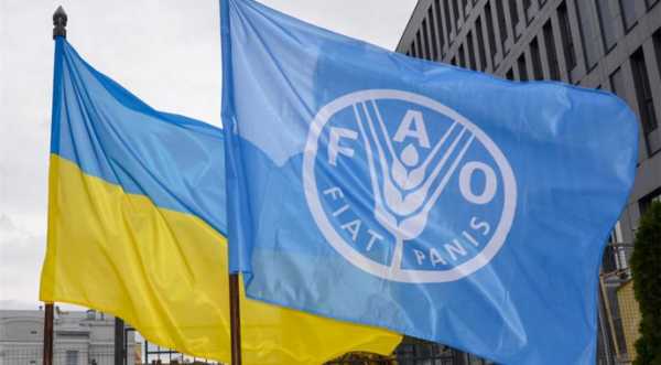 ФАО шукає постачальників насіння картоплі та овочів для постраждалих територій - INFBusiness