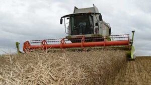 У 2024 році український агросектор встановив декілька рекордів