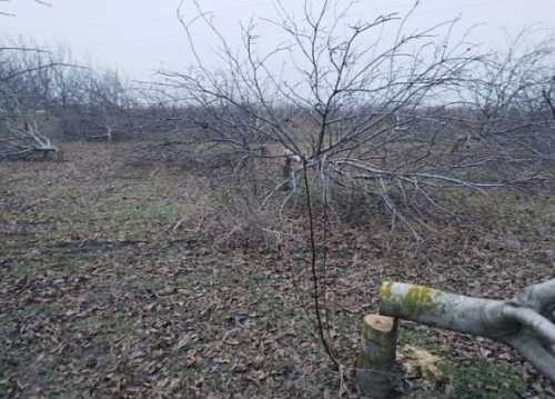 Фермер з Кіровоградщини пропонує винагороду за інформацію про спиляний сад - INFBusiness
