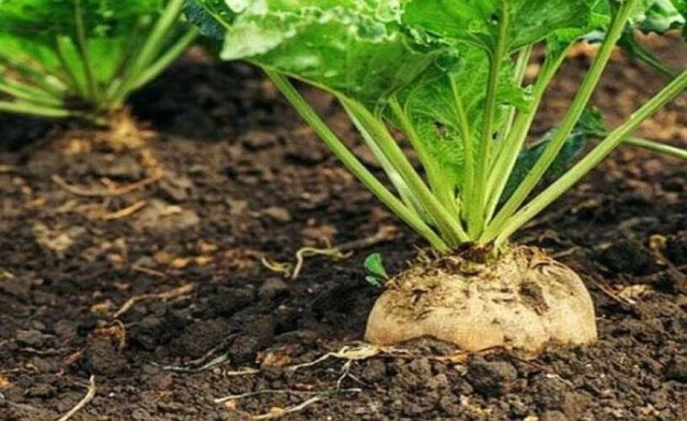 Цукрові буряки у Вінницькій області: посіяно 90% планових площ - INFBusiness