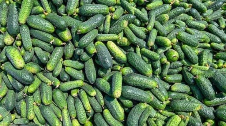 Виробники змушені знижувати ціни на огірки - INFBusiness