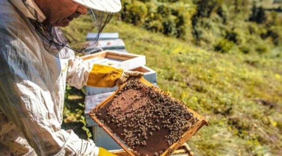Частка фальсифікованої фармацевтичної продукції висока і стабільна — 20-25% - INFBusiness