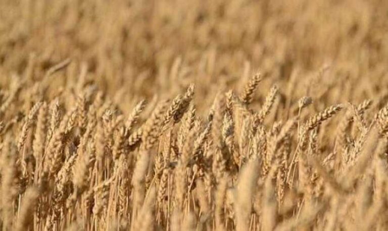 Прогноз врожайності пшениці в ЄС підвищено - INFBusiness