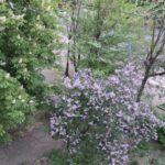 Сьогодні в Кіровоградській області буде хмарно, можливий дощ - INFBusiness
