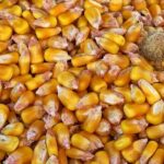 УЗА запропонувала Європейській Комісії включити українську кукурудзу до Euronext - INFBusiness