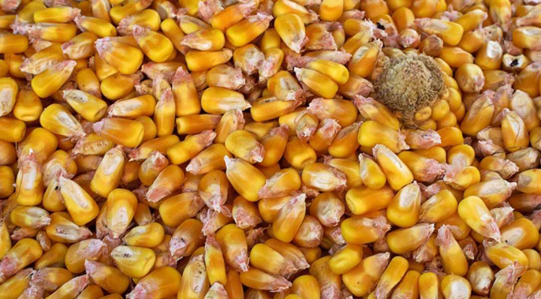 УЗА запропонувала Європейській Комісії включити українську кукурудзу до Euronext - INFBusiness