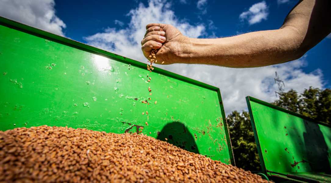 Фермери приховують продукцію, щоб отримати найвищу ціну - INFBusiness