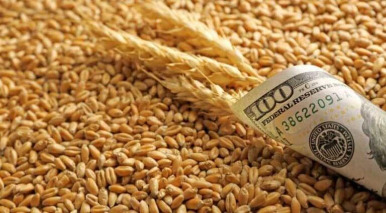 З України експортовано на 6 мільйонів тонн менше зерна - INFBusiness
