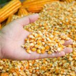 Частка України в експорті кукурудзи до ЄС становить 57%. - INFBusiness