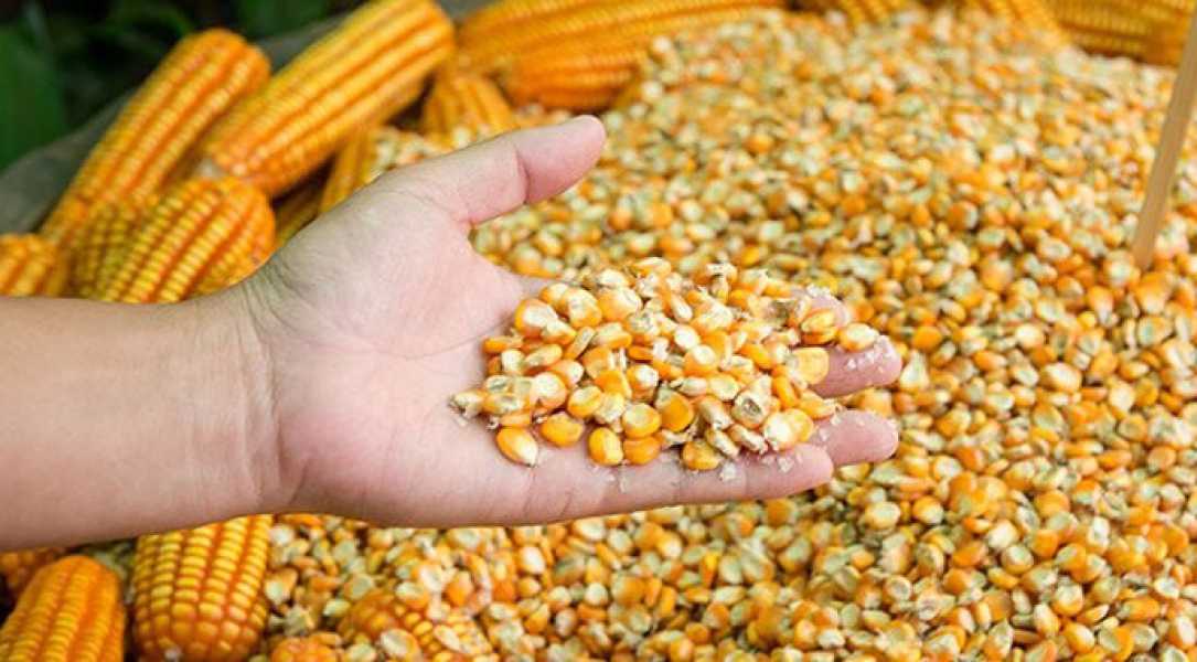 Частка України в експорті кукурудзи до ЄС становить 57%. - INFBusiness