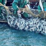 Промисловий вилов риби в українських водах майже сягнув 1,3 тис. тонн - INFBusiness
