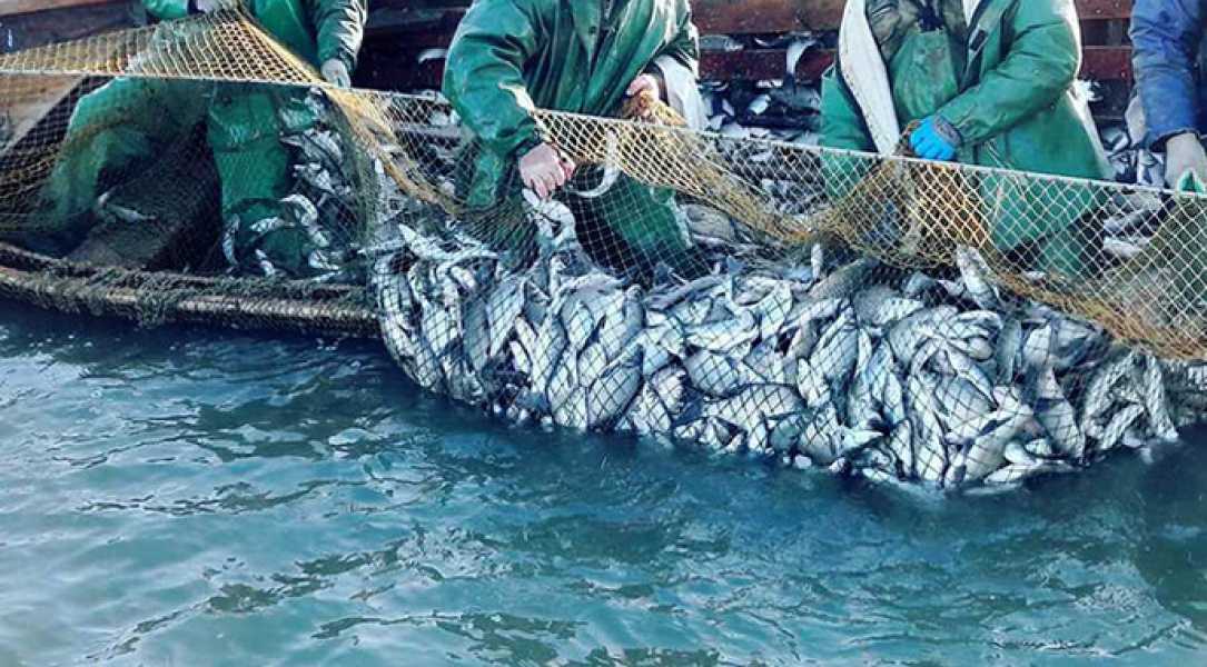 Промисловий вилов риби в українських водах майже сягнув 1,3 тис. тонн - INFBusiness
