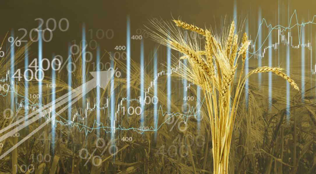 Мінімальні експортні ціни на українську сільськогосподарську продукцію встановлені на червень - INFBusiness