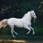 У коней є своя «мова» – як її зрозуміти - INFBusiness