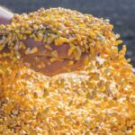 Україна активно продає залишки старого врожаю кукурудзи - INFBusiness