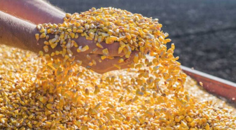 Україна активно продає залишки старого врожаю кукурудзи - INFBusiness