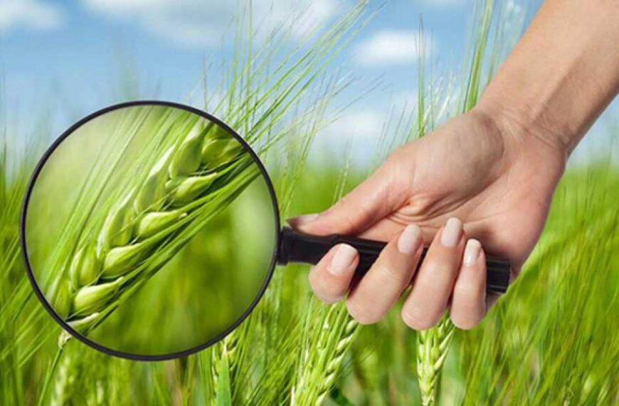 З початку сезону в Україну надійшло 6-7 скарг на якість зерна