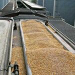 Експорт зерна залізницею скоротився на 30% - INFBusiness