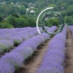 На Буковині створено одне з найбільших лавандових полів в Україні - INFBusiness