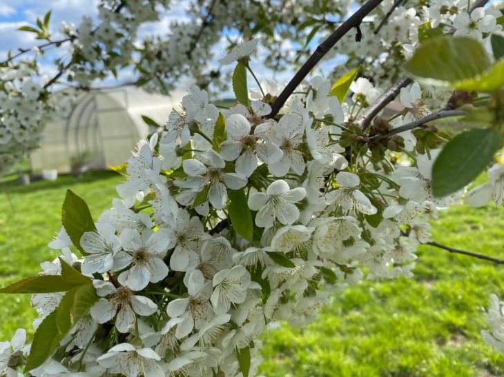 Чому вишня цвіте, а ягід немає: хто винен у пустоцвіті — погода, дерево чи ви самі - INFBusiness