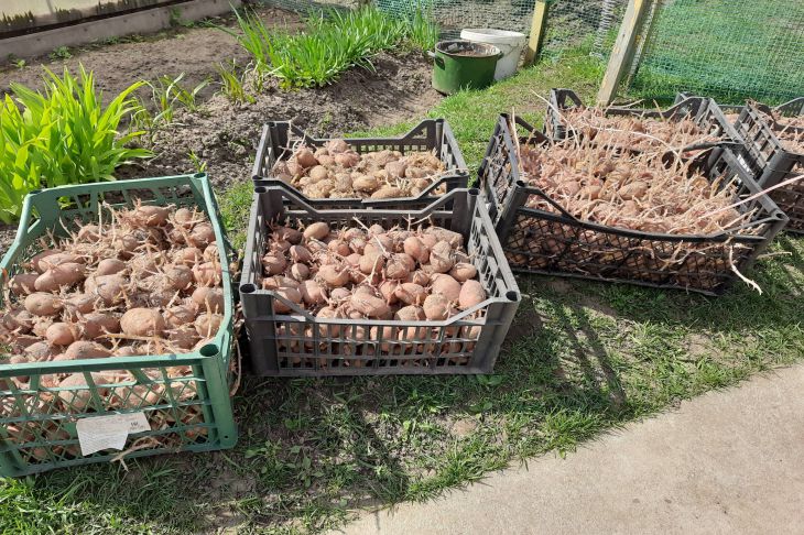 Картопля дає багатий урожай, але залишає після себе виснажену землю. Грунт втрачає азот, стає щільним і погано утримує вологу. Що посадити після картоплі, щоб оживити ґрунт: секретний сидерат, про який мовчать агрономи - INFBusiness