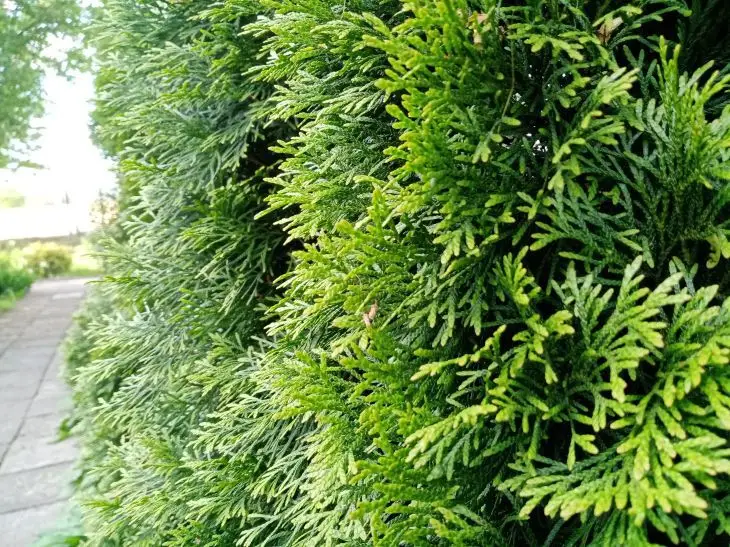 Навіщо стригти ту: і як це робити, щоб не зіпсувати форму - INFBusiness