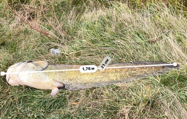 «У Бершадській громаді ніколи і не водились соми, це нам один чоловік подарував маленьких сомиків, і ми їх розвели», - розповідає голова ГО "Рибалки Бершадського району" Леонід Когут Велетенський сом: на Вінниччині рибалка-ветеран зловив майже двометрового сома вагою більше 40 кг. - INFBusiness