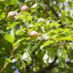 Який дешевий продукт із кухні змусить грушу плодоносити щедро: що додати в лунку при поливі - INFBusiness