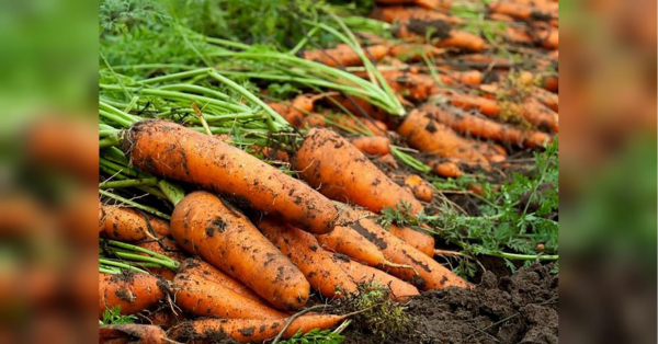 У жовтні очікується підйом вартості багатьох овочів, і очевидним проявом цього стало вже поточне наприкінці вересня зростання цін на моркву. Наразі, щоправда, збільшення цін зачепило тільки оптові партії, але вслід за ними слід чекати підвищення цін і в роздрібній торгівлі. Неприємна тенденція: ціна на один овоч здивувала. Який коренеплід може різко підскочити в ціні вже цього тижня? - INFBusiness