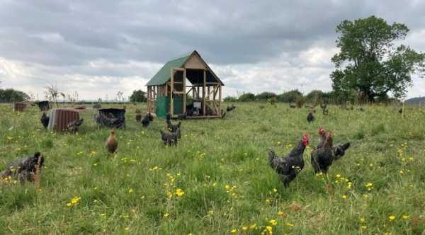 Британські птахівники адаптуються до воєнних подій в Україні, обираючи універсальні породи. - INFBusiness