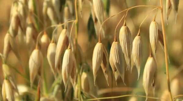 Канада вивела перші генно-модифіковані види вівса. - INFBusiness