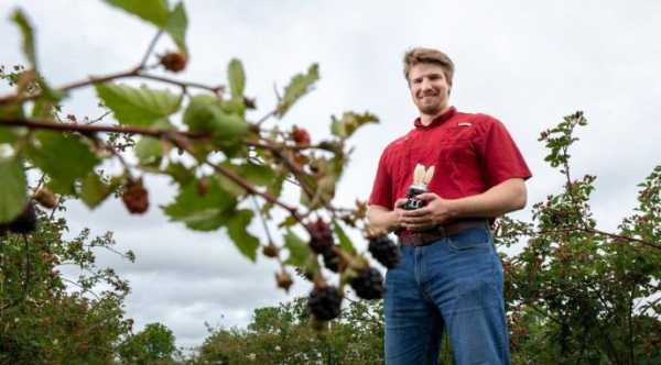 Збиральний робот: прорив у ягідництві. - INFBusiness