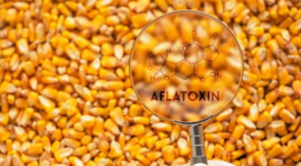 Науковці представили спосіб дієвого виявлення мікотоксинів. - INFBusiness