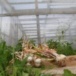 Щоб весна не зробила сюрпризів: 10 заборон для дачника наприкінці жовтня - INFBusiness