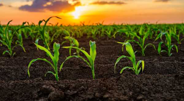 Штучний інтелект та геноміка для скорочення використання добрив у вирощуванні кукурудзи. - INFBusiness