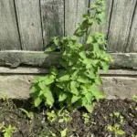 Що посадити в тіні паркану, де нічого не росте: список культур, які дадуть урожай без прямого сонця - INFBusiness