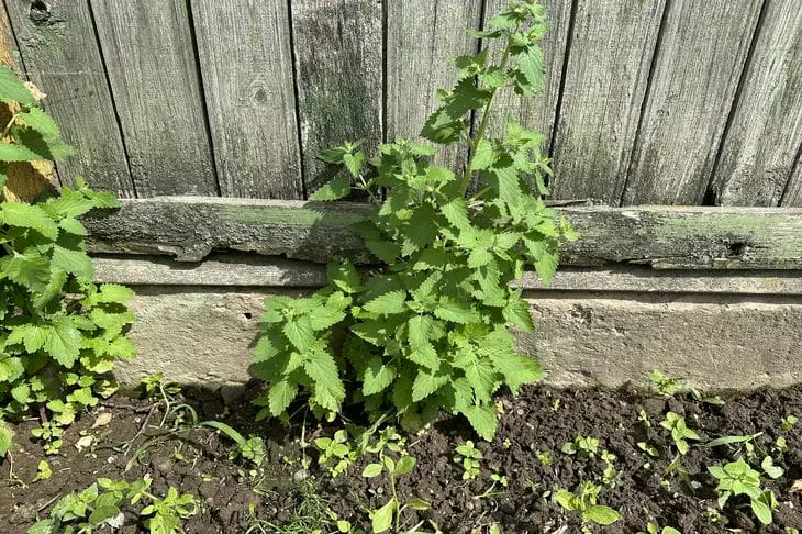 Що посадити в тіні паркану, де нічого не росте: список культур, які дадуть урожай без прямого сонця забор